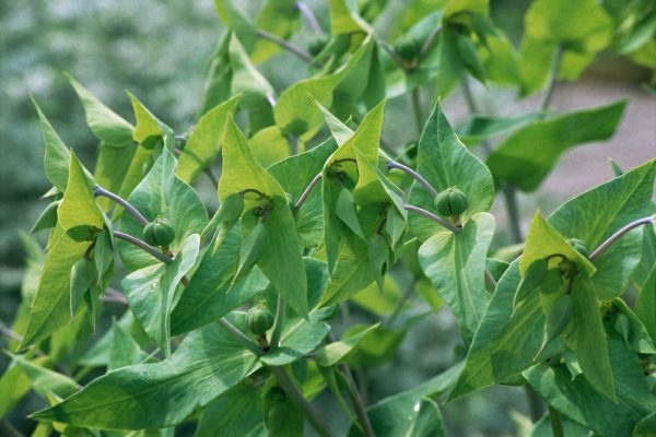 Κάπαρη (Capparis spinosa) - 2 lt